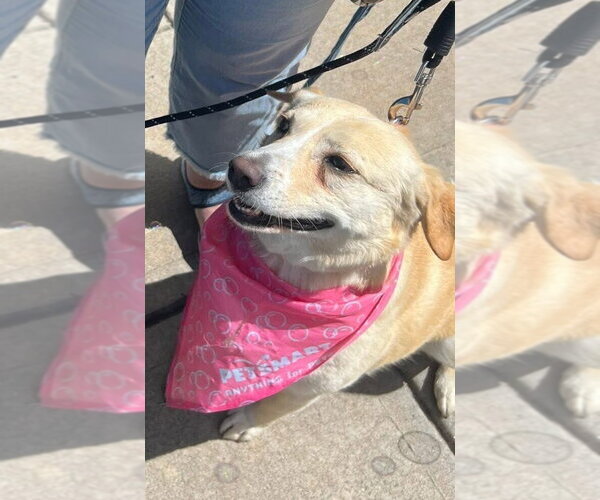 Medium Photo #2 Labbe Puppy For Sale in Bolivar, MO, USA