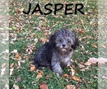 Image preview for Ad Listing. Nickname: Jasper