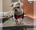 Small #1 Maltese Mix