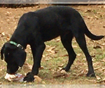 Small #2 Black and Tan Coonhound-Labrador Retriever Mix