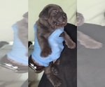 Small #2 Cane Corso