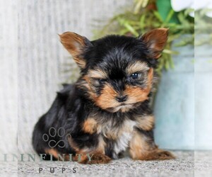 Yorkshire Terrier Puppy for sale in LITITZ, PA, USA