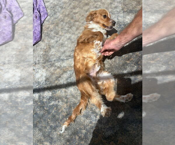 Medium Photo #2 Cavalier King Charles Spaniel-Unknown Mix Puppy For Sale in Apple Valley, CA, USA