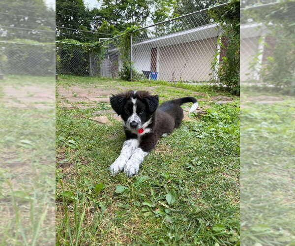 Medium Photo #3 Mutt Puppy For Sale in Springdale, PA, USA