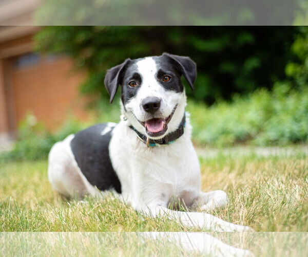 Medium Photo #17 Collie-Unknown Mix Puppy For Sale in Sandy, UT, USA