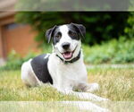 Small #16 Collie Mix