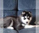 Small Photo #7 Siberian Husky Puppy For Sale in DANVILLE, PA, USA