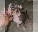 Puppy Puppy 5 American Bully
