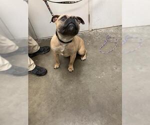 Bulloxer Dogs for adoption in Rosenberg, TX, USA