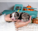 Small #1 Border Collie