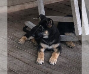 German Shepherd Dog Puppy for sale in BOLIVIA, NC, USA