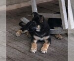 Small Photo #1 German Shepherd Dog Puppy For Sale in BOLIVIA, NC, USA