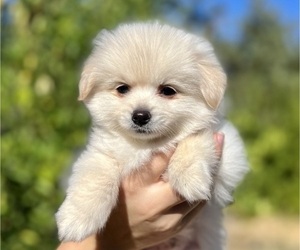 Chiranian Puppy for sale in ANTELOPE, CA, USA