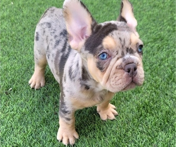 Medium Photo #11 French Bulldog Puppy For Sale in LAS VEGAS, NV, USA