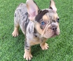 Small #10 French Bulldog