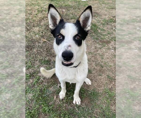 Medium Photo #1 Mutt Puppy For Sale in San Antonio, TX, USA