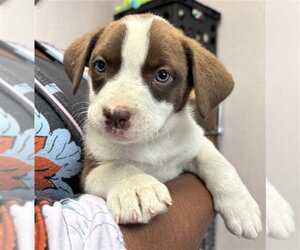 Mutt Dogs for adoption in San Bernardino, CA, USA