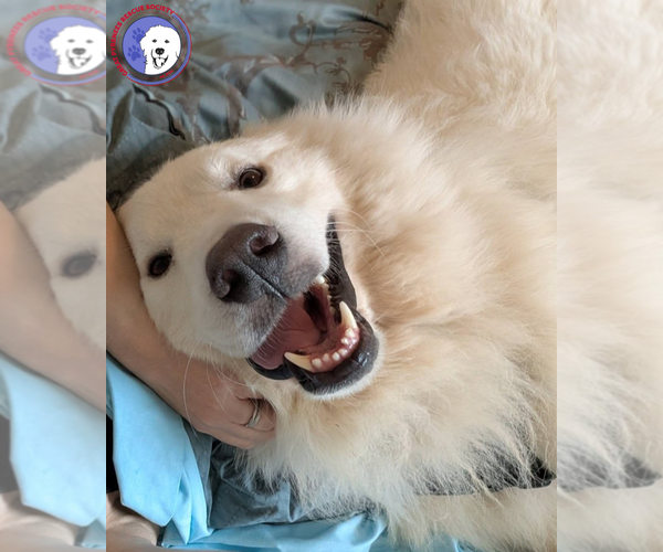 Medium Photo #2 Great Pyrenees Puppy For Sale in Spring, TX, USA