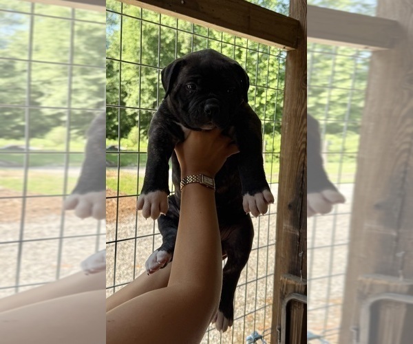 Medium Photo #4 American Bulldog Puppy For Sale in COLUMBIA, KY, USA