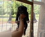 Small #3 American Bulldog