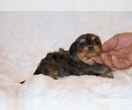 Small #12 Poodle (Toy)-YorkiePoo Mix