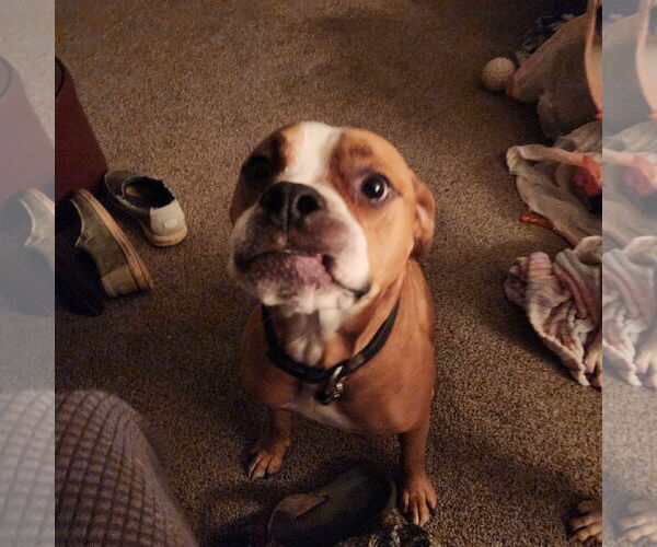 Medium Photo #9 Boxer-Unknown Mix Puppy For Sale in Burnsville, MN, USA