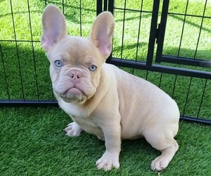 Medium French Bulldog