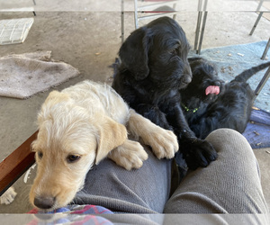 Labradoodle Puppy for sale in JACKSONVILLE, FL, USA