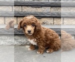 Small Photo #5 Poodle (Miniature) Puppy For Sale in CANOGA, NY, USA