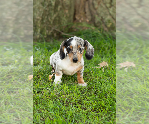 Medium Photo #30 Dachshund Puppy For Sale in BREMEN, IN, USA