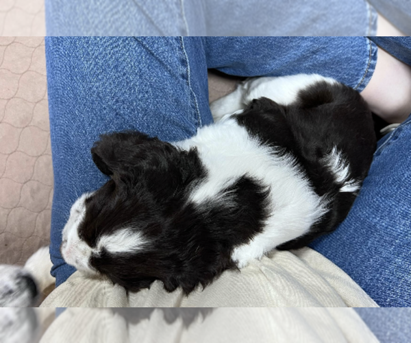 Medium Photo #2 English Springer Spaniel Puppy For Sale in LOOKOUT MOUNTAIN, TN, USA