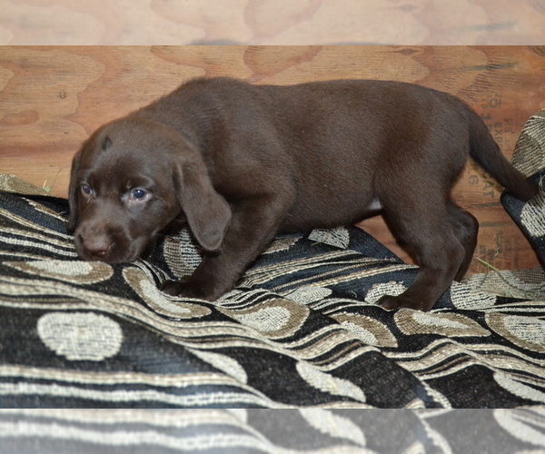 Medium Photo #2 Labrador Retriever Puppy For Sale in GREENWOOD, WI, USA