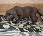Small #1 Labrador Retriever