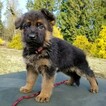 Small Photo #13 German Shepherd Dog Puppy For Sale in CASTLE ROCK, WA, USA