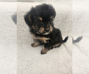 YorkiePoo Puppy for Sale in GRANDVILLE, Michigan USA