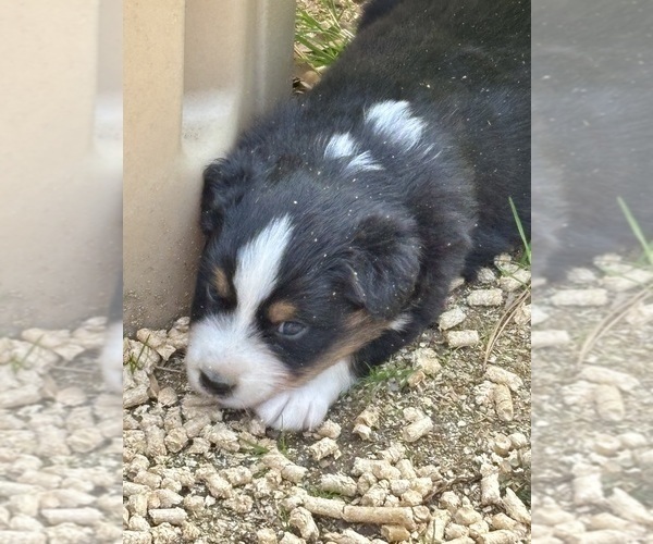 Medium Photo #1 Australian Shepherd Puppy For Sale in LOGANVILLE, GA, USA