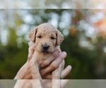 Small #2 Goldendoodle (Miniature)