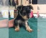 Small Photo #3 Yorkshire Terrier Puppy For Sale in MONETA, VA, USA