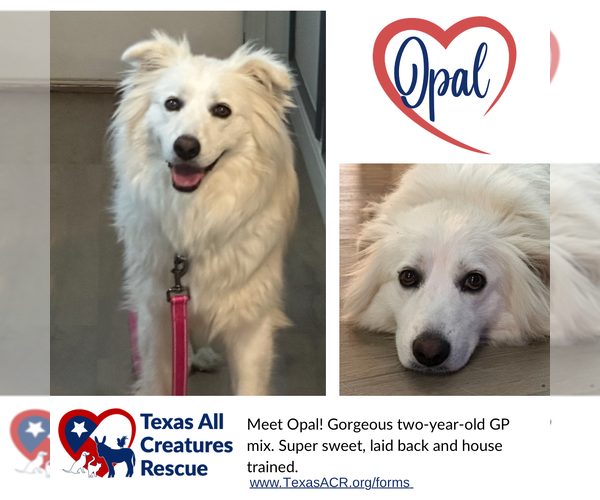 Medium Photo #1 American Eskimo Dog-Great Pyrenees Mix Puppy For Sale in Lillian, TX, USA