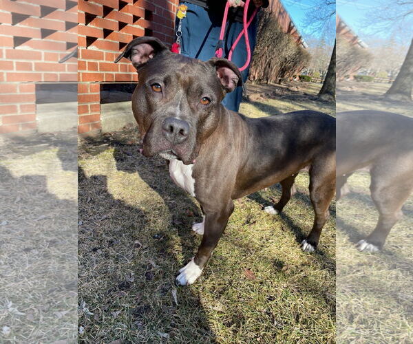 Medium Photo #6 American Pit Bull Terrier Puppy For Sale in Techny, IL, USA