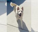 Small #2 Siberian Husky Mix