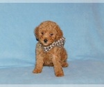 Small #1 Poodle (Toy)