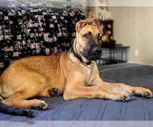 German Shepherd Dog-Unknown Mix Dogs for adoption in Alameda, CA, USA