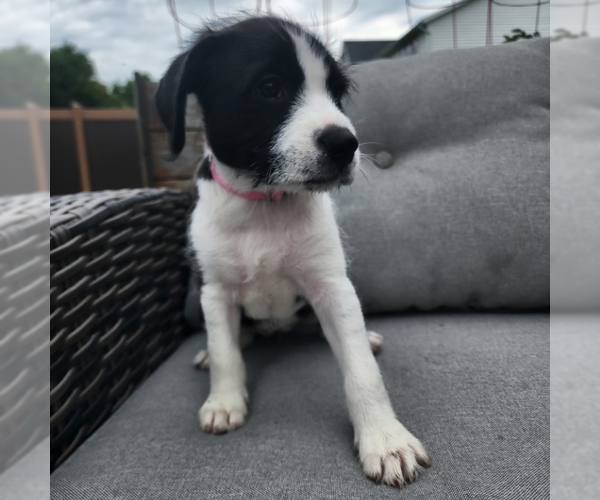 Medium Photo #2 Labrador Retriever-Unknown Mix Puppy For Sale in Fargo, ND, USA