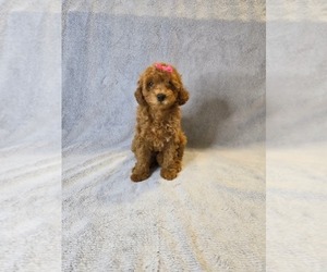 Medium Poodle (Miniature)