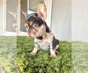 Medium French Bulldog