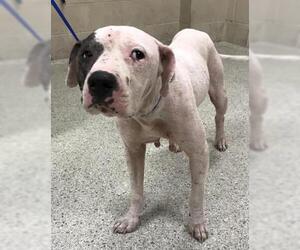 American Pit Bull Terrier-Unknown Mix Dogs for adoption in Conroe, TX, USA