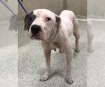 Small American Pit Bull Terrier Mix