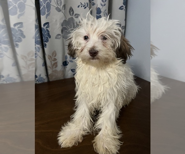 Medium Photo #9 Havanese Puppy For Sale in DURHAM, CT, USA