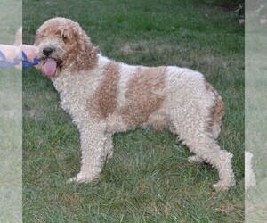 Poodle (Standard) Puppy for sale in SHIPPENSBURG, PA, USA